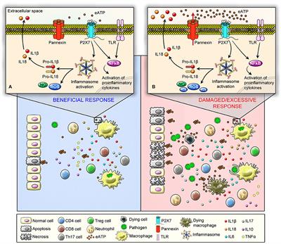 Frontiers | The P2X7 Receptor In Inflammatory Diseases: Angel Or Demon?